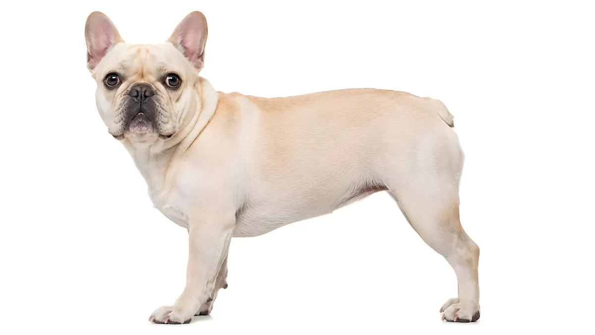 Französische Bulldogge in Cremeweiß vor weißem Hintergrund