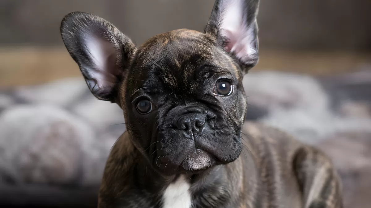 Französische Bulldogge Welpe mit großen Ohren