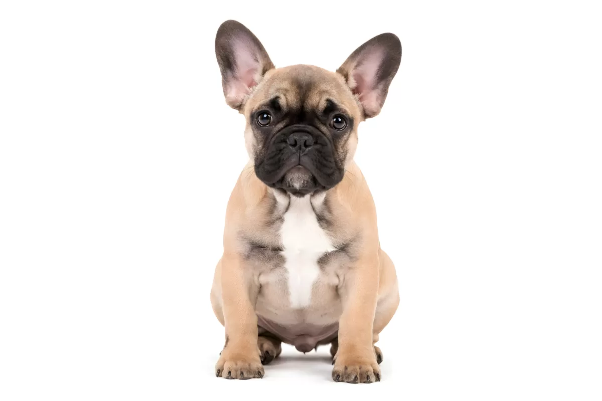 Französische Bulldogge Welpe sitzt vor weißem Hintergrund