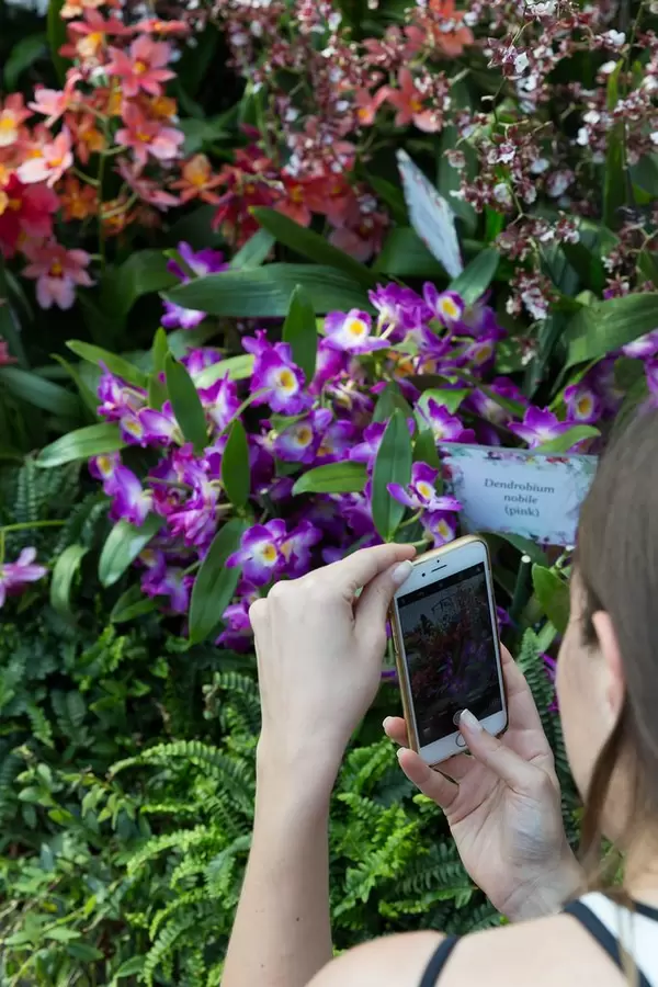 Frau fotografiert Blumen in  den Gardens by the Bay in Singapur