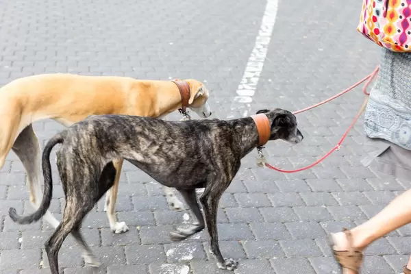 Frau führt Saluki-Hunde an der Leine