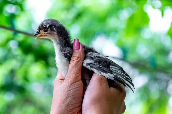 Frau hält ein kleines, geschwächtes Huhn-Baby in den Händen im Garten, vor verschwommenem Hintergrund