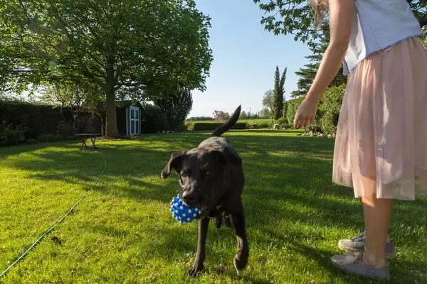 Frau im rosé Tüllrock mit einem schwarzen Labrador Retriever und einem blauen Hundespielzeug-Ball im grünen Garten