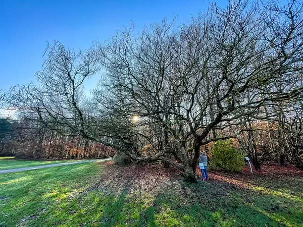 Frau unter einem großen Baum mit kahlen Ästen und viel Laub auf der Wiese am Friedenspark in Köln