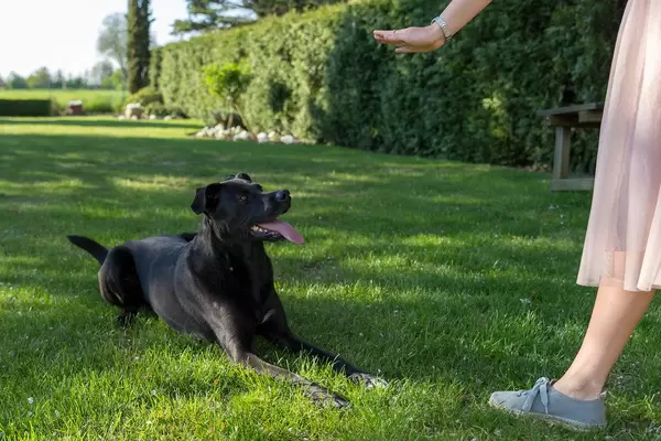 Frauchen trainiert mit ihrem schwarzen Labradorhund das Kommando "Platz" im grünen Gras