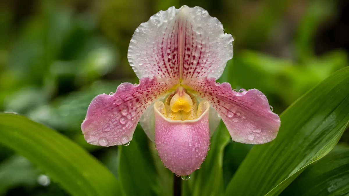 Frauenschuh-Orchidee mit Wassertropfen im Nahaufnahme