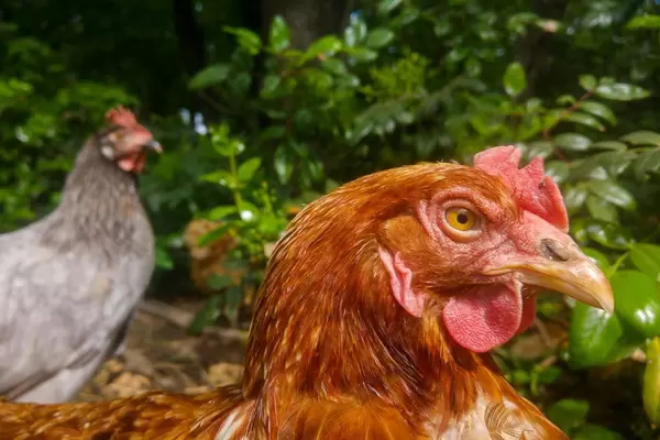 Free-range hens at an organic farm  Flip 2019