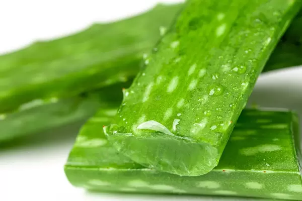 Fresh aloe Vera leaves with water drops (Flip 2020)