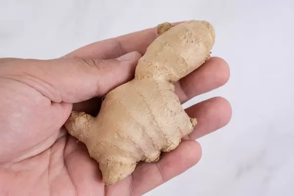 Fresh and Raw Ginger in the hand