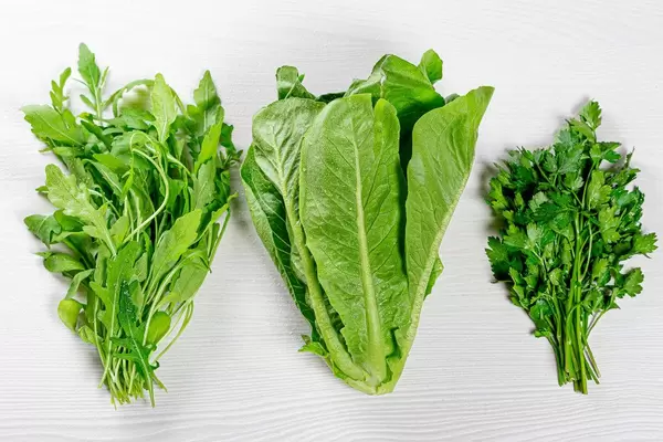 Fresh arugula, romaine salad and parsley. Top view