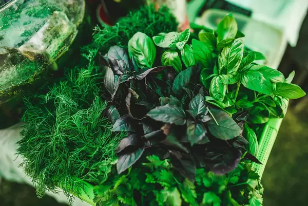 Fresh Basil And Dill On The Table (Flip 2019)