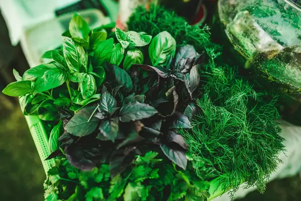 Fresh Basil And Dill On The Table