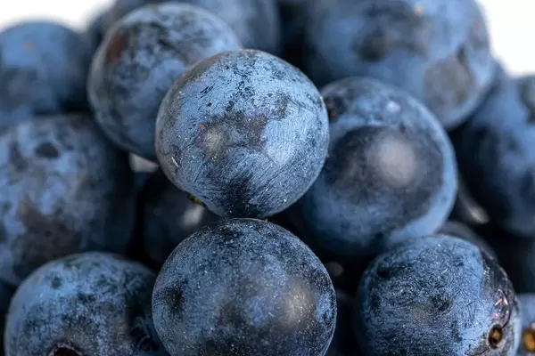 Fresh blackthorn berries background, close-up