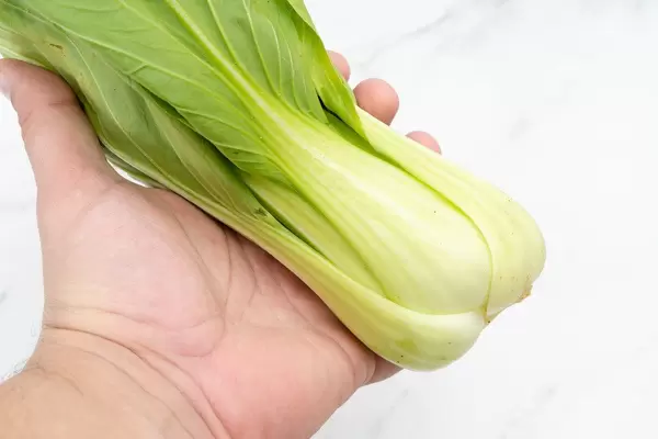 Fresh Bok Choy in the hand