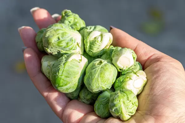 Fresh Brussels sprouts in a woman's hand (Flip 2019)