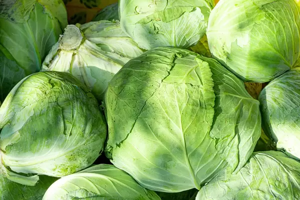 Fresh cabbage background. The concept of harvest (Flip 2019)