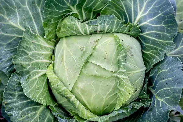 Fresh cabbage