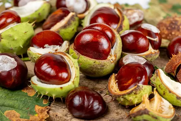 Fresh chestnuts on background autumn leaves