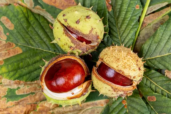 Fresh chestnuts with chestnuts leaves on wooden background