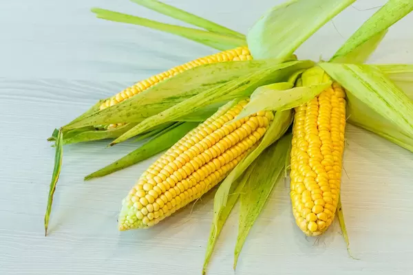 Fresh corn ears with leaves on white wooden background (Flip 2019)