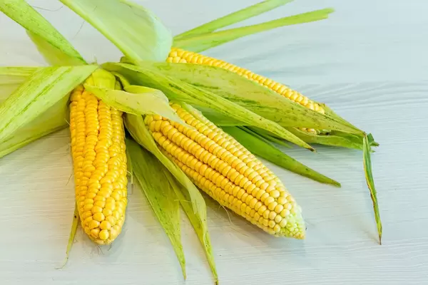 Fresh corn ears with leaves on white wooden background