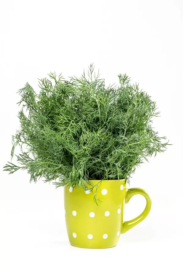 Fresh dill in a green cup on a white background