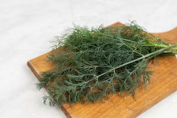 Fresh Dill on the wooden cutting board