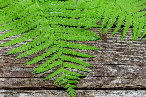 Fresh fern leaves on old wooden background (Flip 2019)