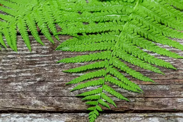 Fresh fern leaves on old wooden background