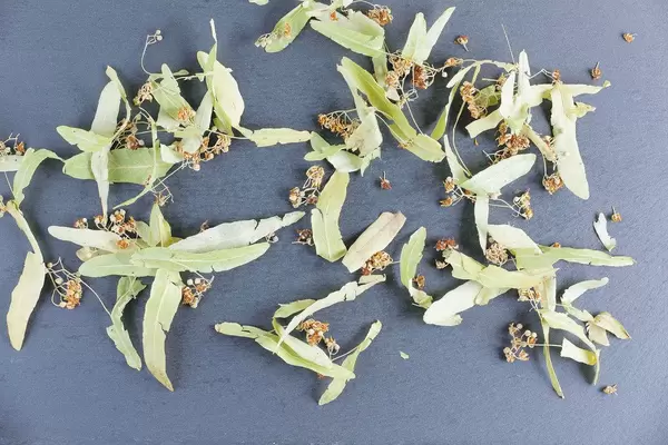 Fresh flowers of Linden (Flip 2019)