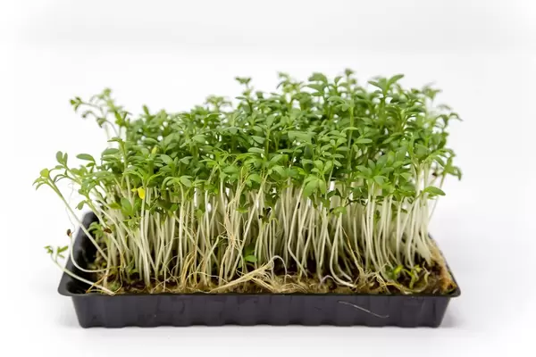 Fresh garden cress with stems and roots grows in a plastik tray, isolated in front of white background