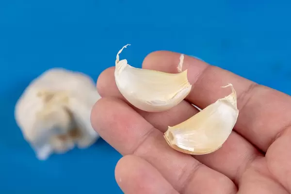 Fresh Garlic in the hand (Flip 2019)