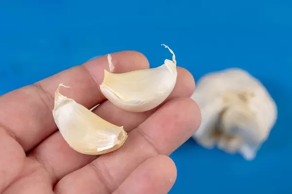 Fresh Garlic in the hand