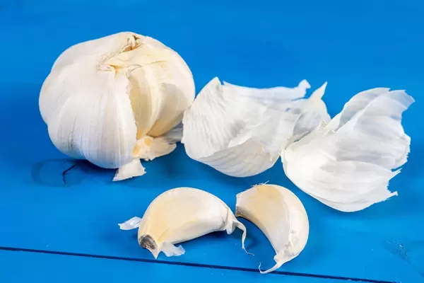 Fresh Garlic on the wooden board