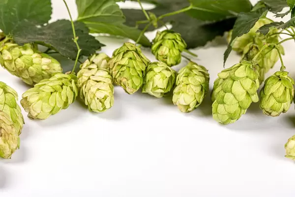 Fresh green cones of hop