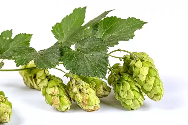 Fresh green hop cones with leaves on white