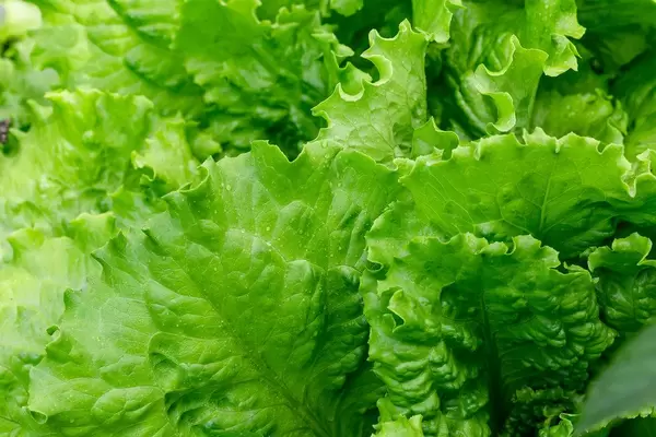 Fresh green lettuce leaves