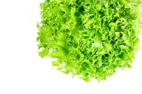 Fresh green lettuce on white background