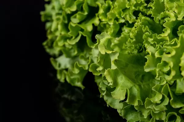 Fresh Green Lettuce Salad above black background (Flip 2019)