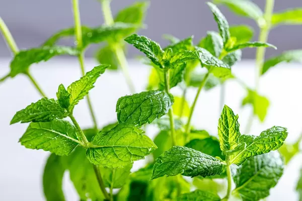 Fresh green mint Bush close up (Flip 2019)