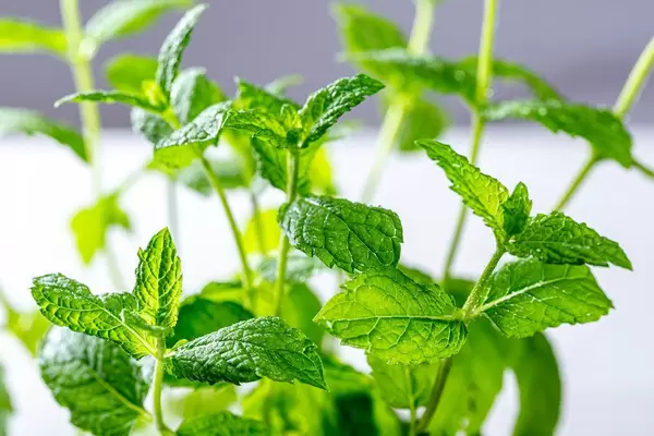 Fresh green mint Bush close up