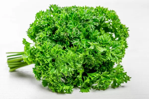 Fresh green parsley on white wooden background