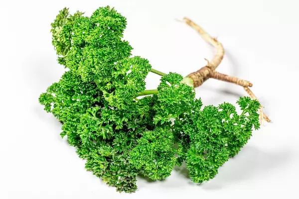 Fresh green parsley with root on white background (Flip 2019)