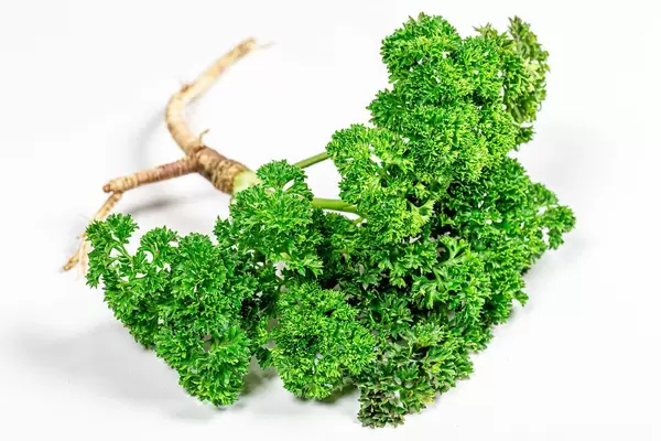 Fresh green parsley with root on white background