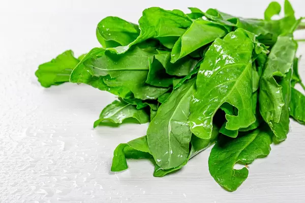 Fresh green sorrel with water drops