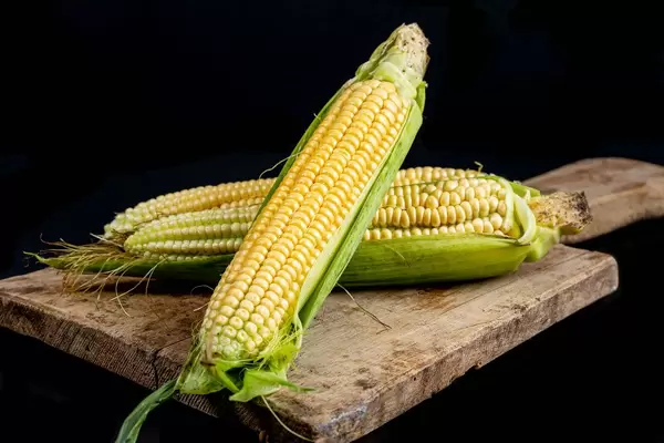 Fresh heads of sweet corn with leaves on dark background