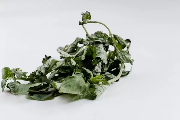 Fresh herb , close up