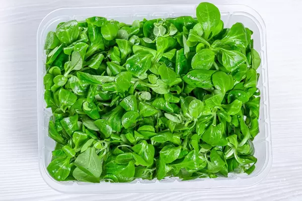 Fresh herbs corn salad with water drops. Top view