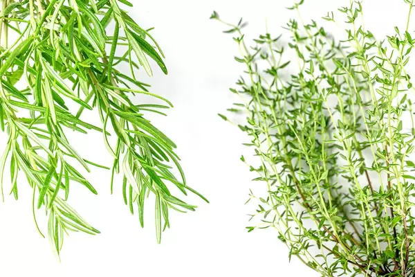 Fresh herbs rosemary and thyme on a white background