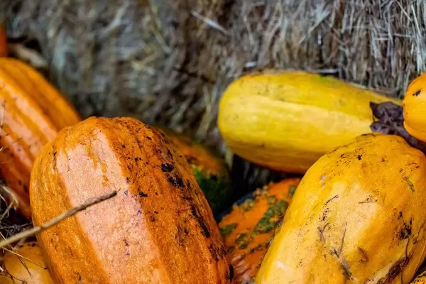 Fresh homemade pumpkin on a background of hay